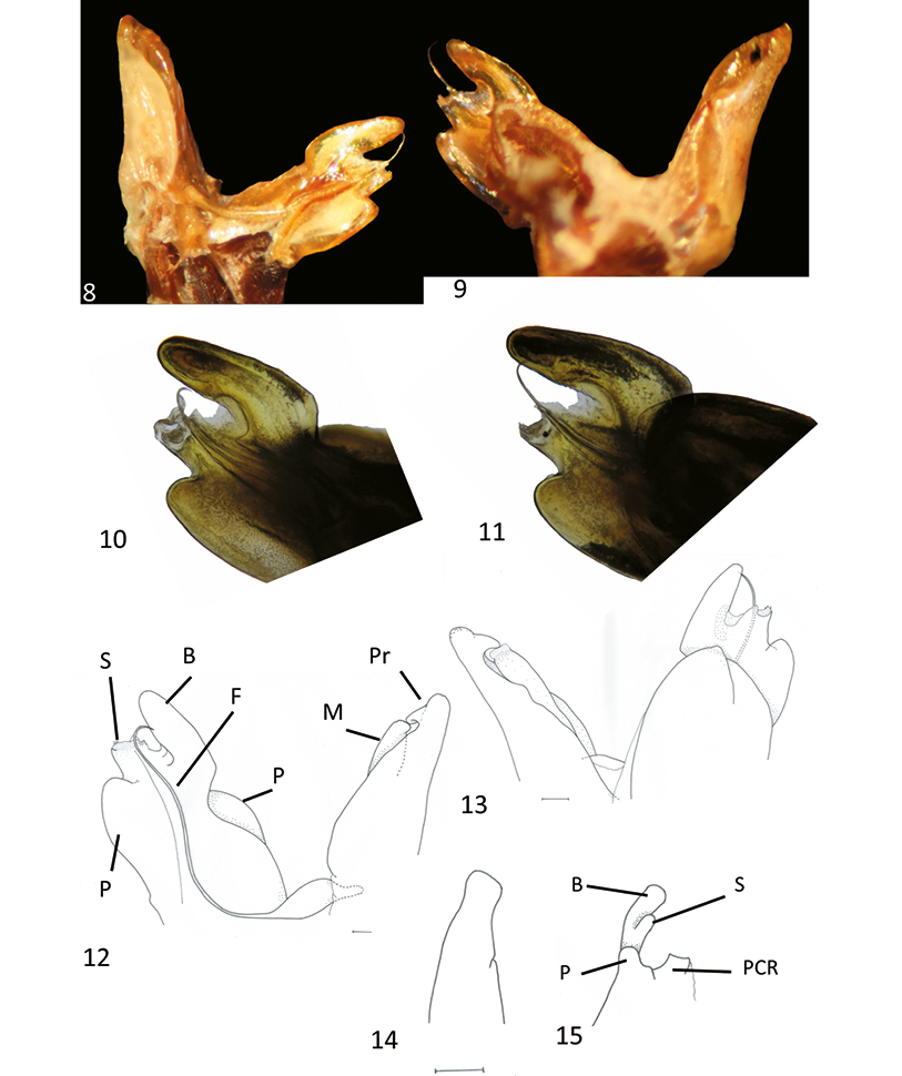 mediumimage/graellsia-78-1-e157-image8.png