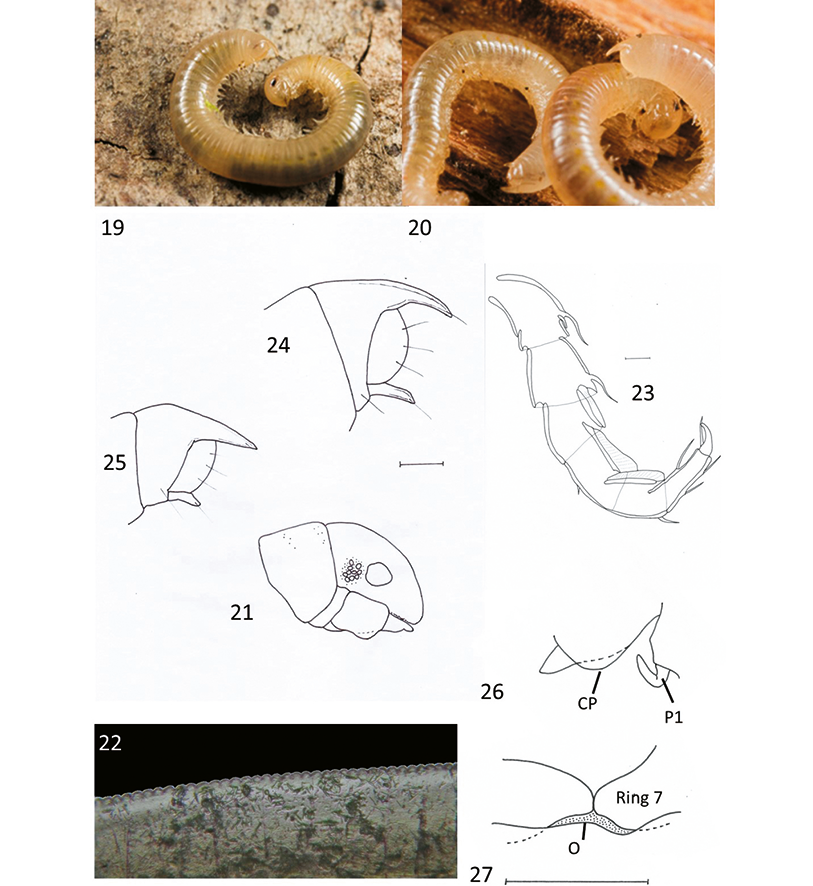 mediumimage/graellsia-78-1-e157-image19.png
