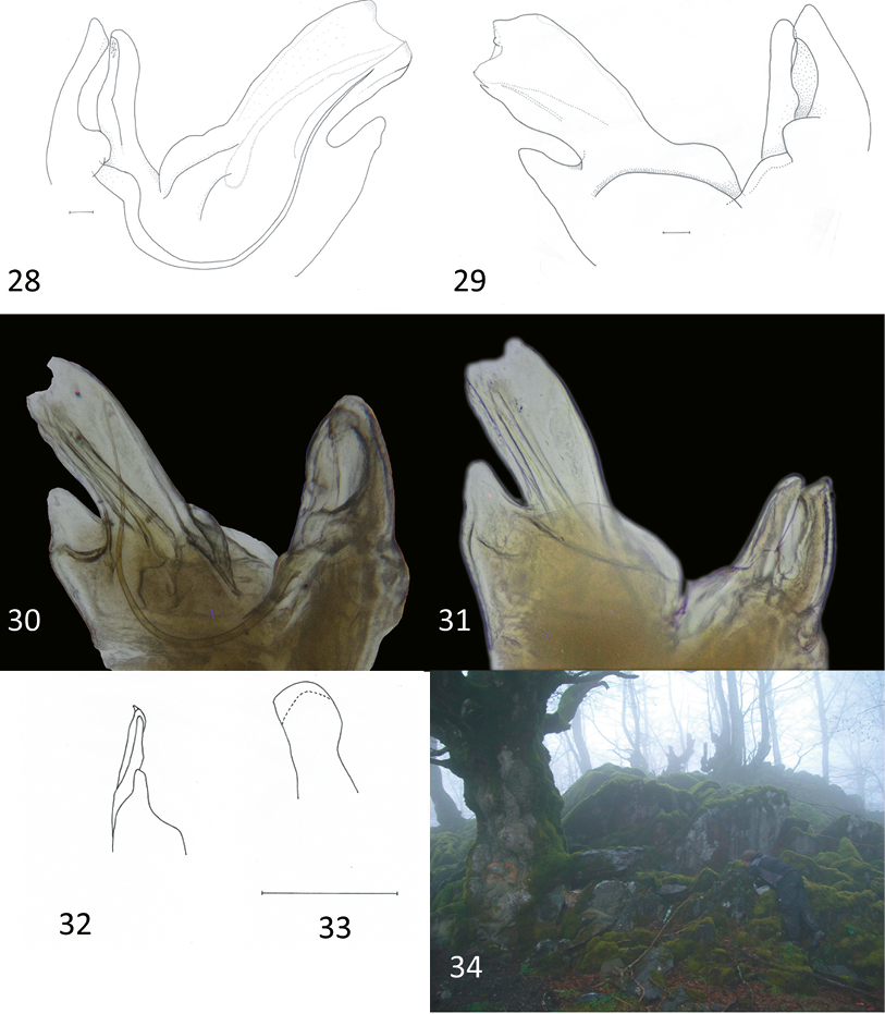 mediumimage/graellsia-78-1-e157-image28.png