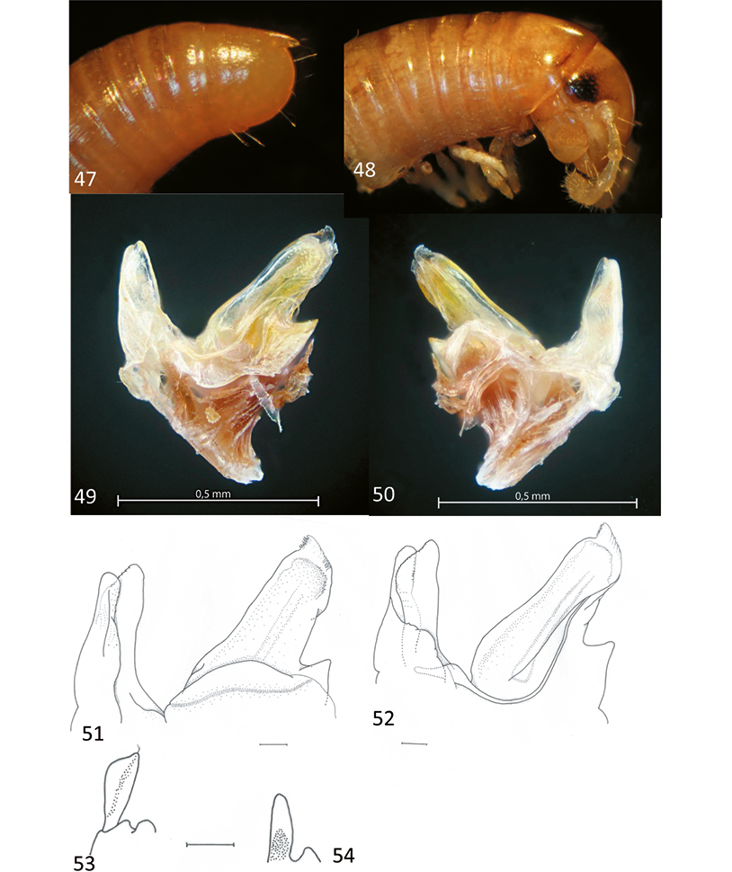 mediumimage/graellsia-78-1-e157-image47.png