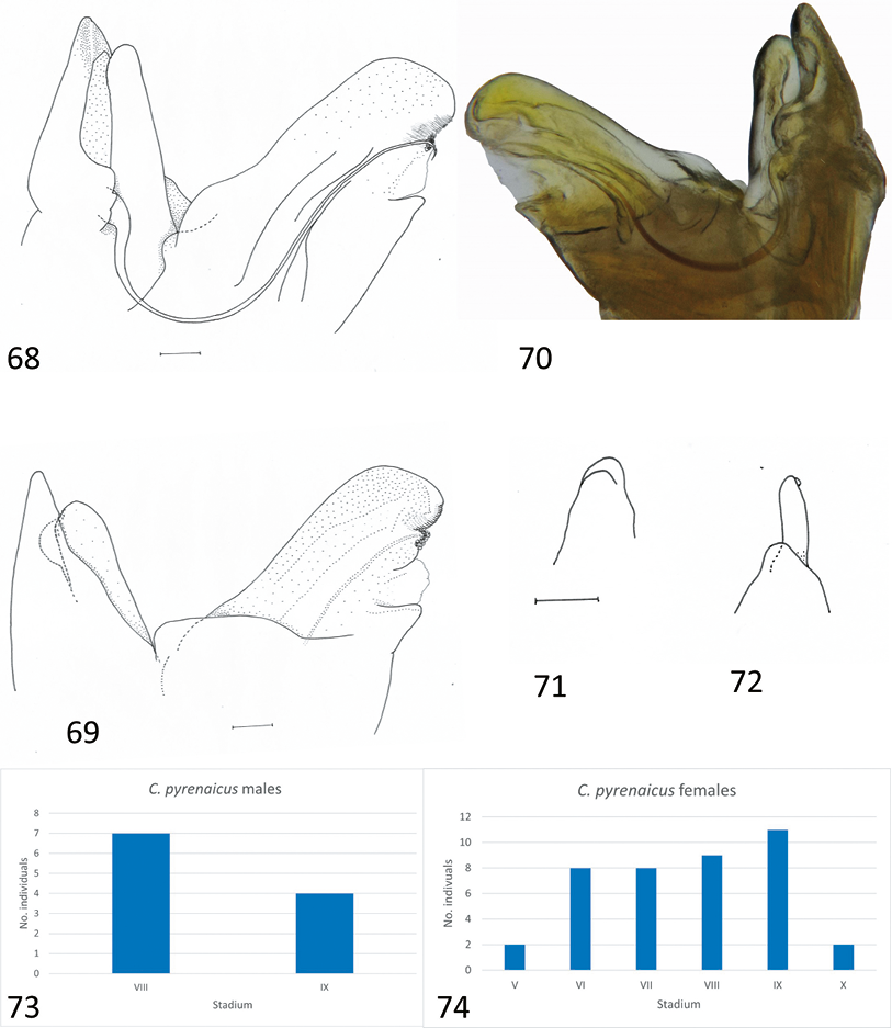 mediumimage/graellsia-78-1-e157-image68.png