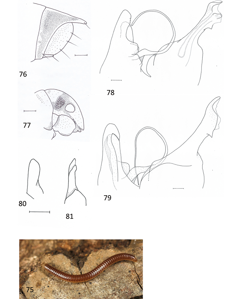 mediumimage/graellsia-78-1-e157-image75.png