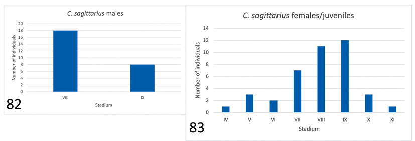 mediumimage/graellsia-78-1-e157-image82.png