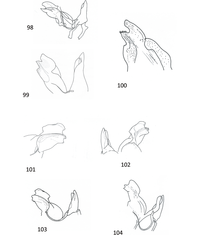 mediumimage/graellsia-78-1-e157-image98.png