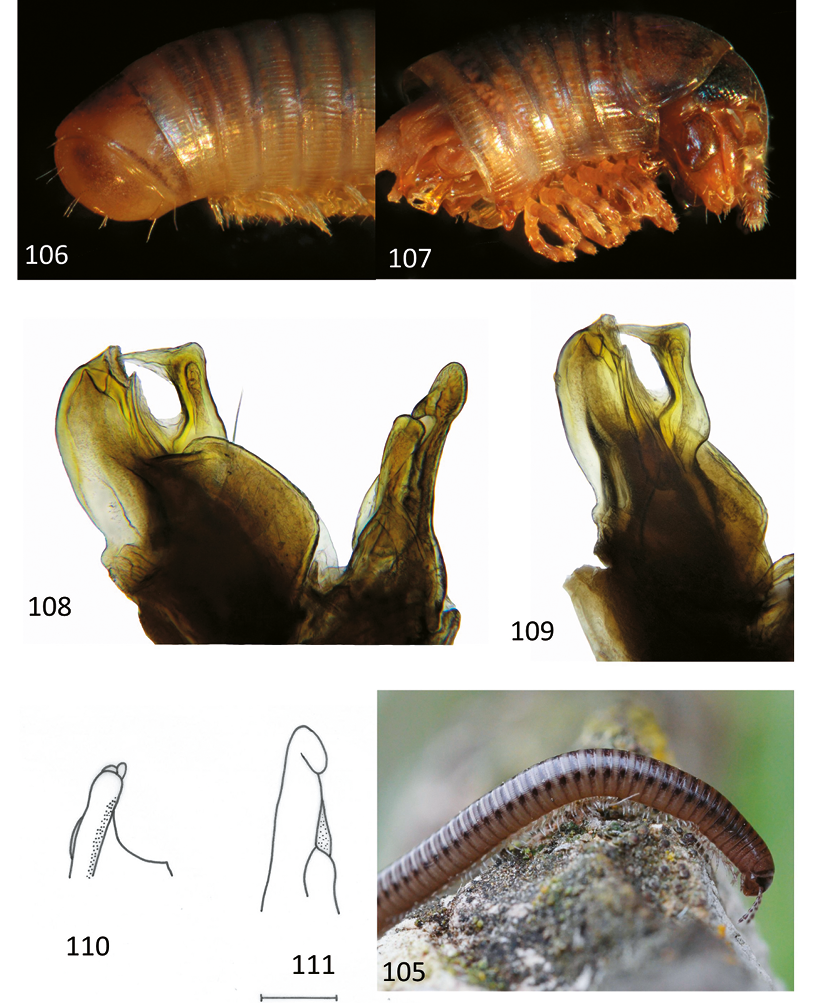 mediumimage/graellsia-78-1-e157-image105.png