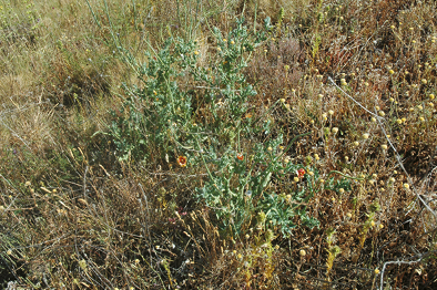 mediumimage/graellsia-78-1-e163-image5.png