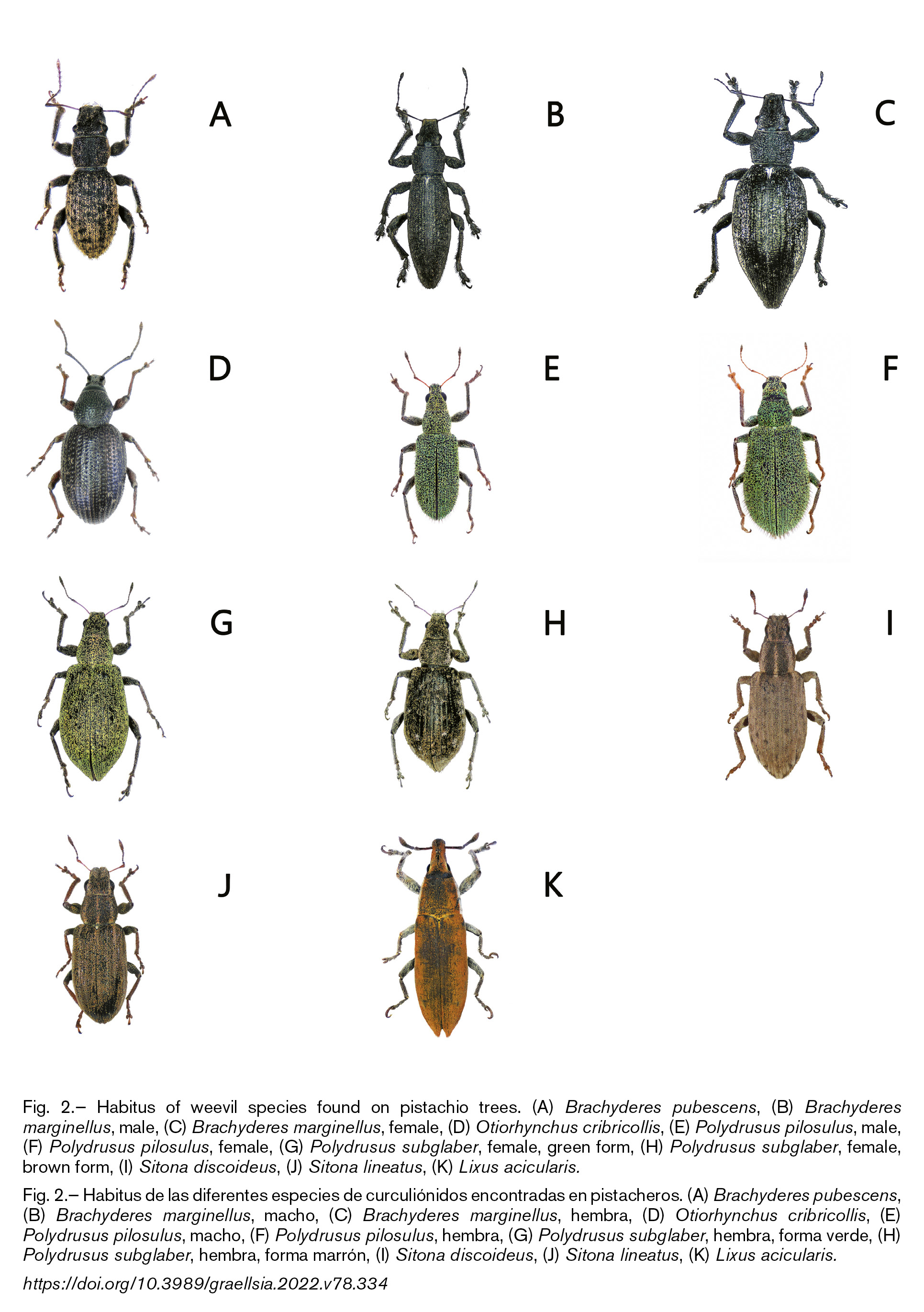 mediumimage/graellsia-78-2-e168-image2.png