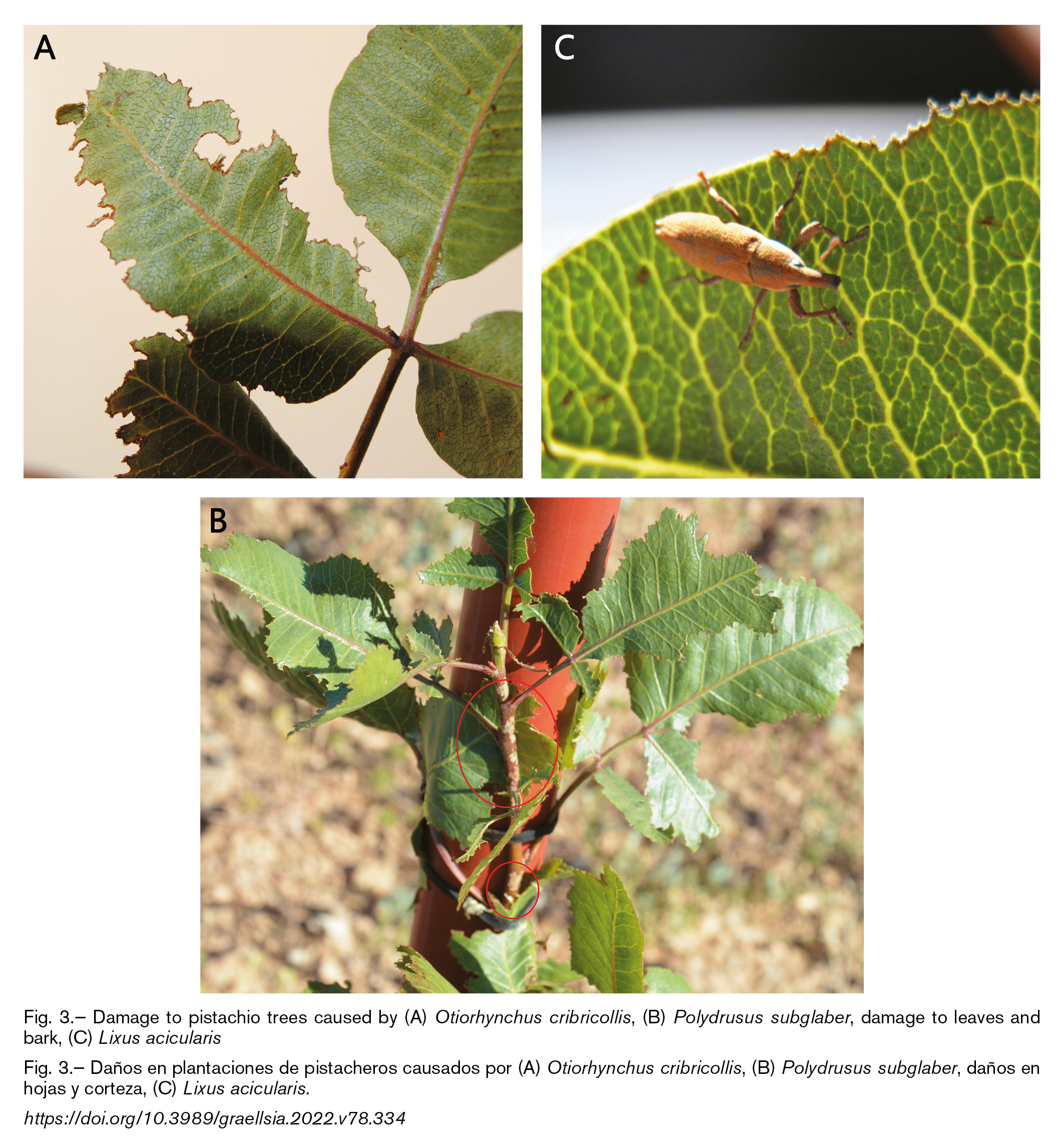 mediumimage/graellsia-78-2-e168-image3.png