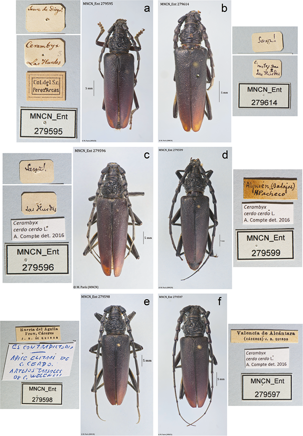 mediumimage/graellsia-78-2-e169-image4.png