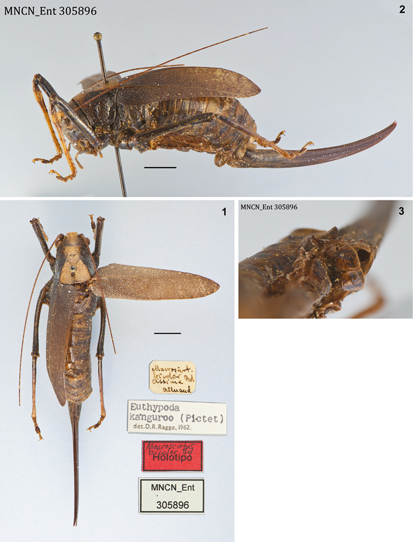 mediumimage/graellsia-78-2-e170-image1.png
