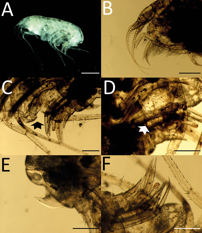 mediumimage/graellsia-78-2-e175-image5.png