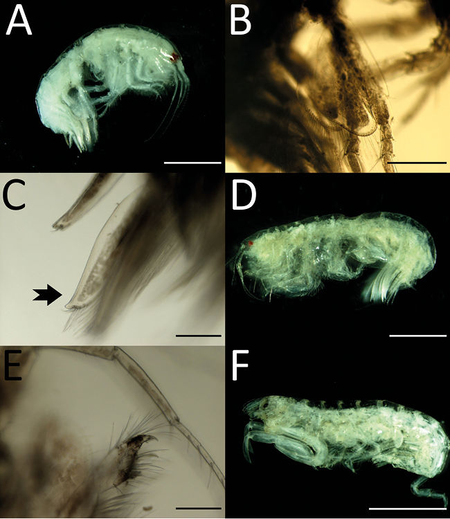 mediumimage/graellsia-78-2-e175-image8.png