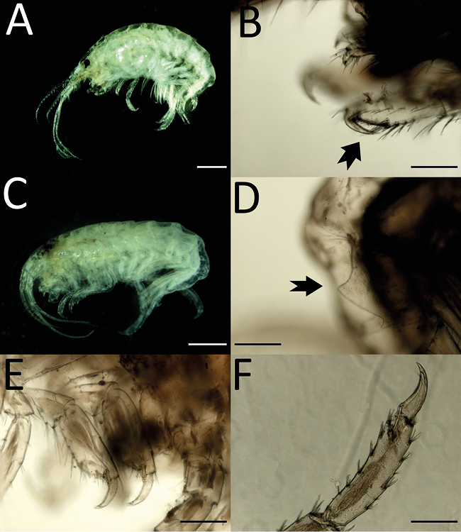mediumimage/graellsia-78-2-e175-image9.png