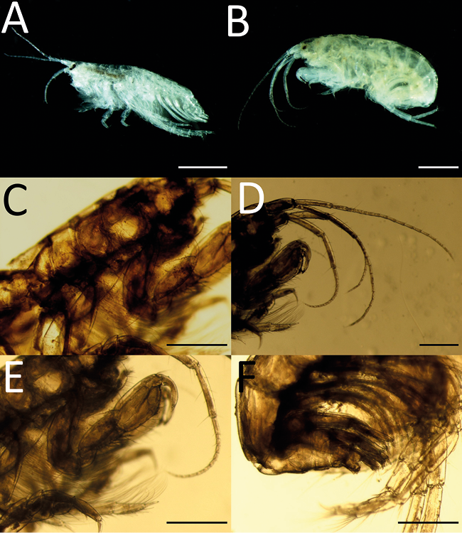 mediumimage/graellsia-78-2-e175-image11.png
