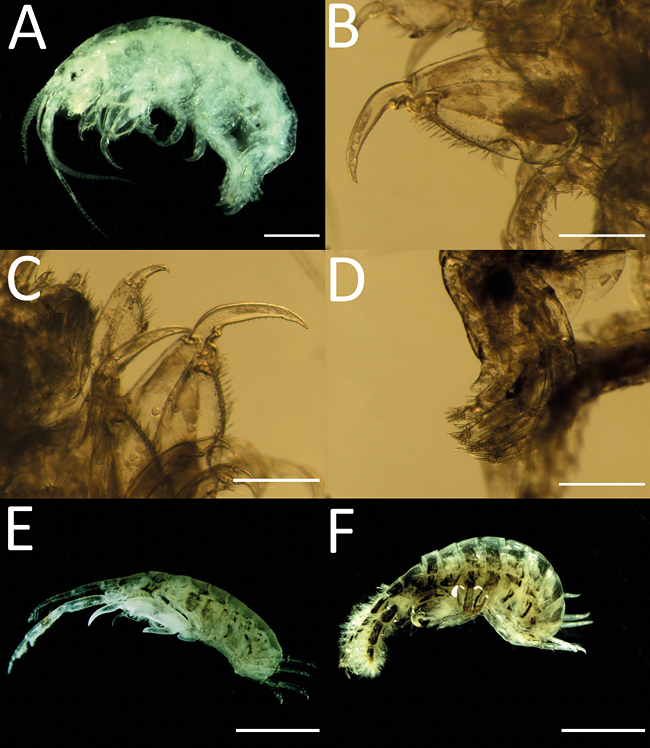mediumimage/graellsia-78-2-e175-image15.png