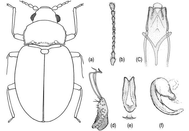 mediumimage/graellsia-79-1-e178-image1a.png