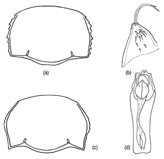 mediumimage/graellsia-79-1-e178-image2a.png