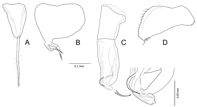 mediumimage/graellsia-79-1-e182-image3a.png