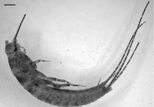 mediumimage/graellsia-79-1-e190-image1a.png
