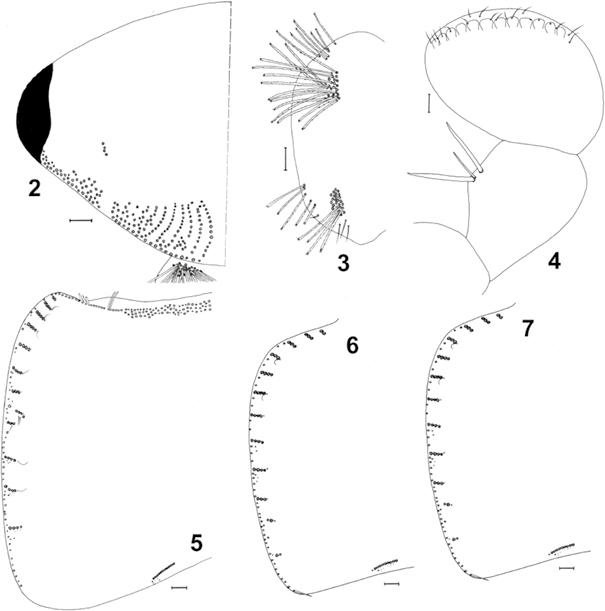 mediumimage/graellsia-79-1-e190-image2a.png
