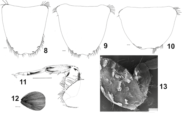 mediumimage/graellsia-79-1-e190-image3a.png