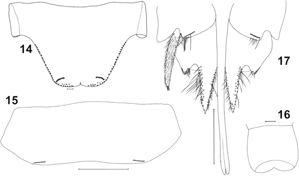 mediumimage/graellsia-79-1-e190-image4a.png