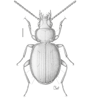 mediumimage/graellsia-79-1-e189-image5a.png
