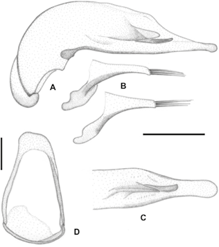 mediumimage/graellsia-79-1-e189-image6a.png