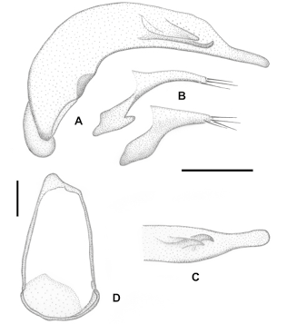mediumimage/graellsia-79-1-e189-image7a.png