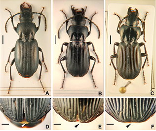 mediumimage/graellsia-79-1-e189-image8a.png