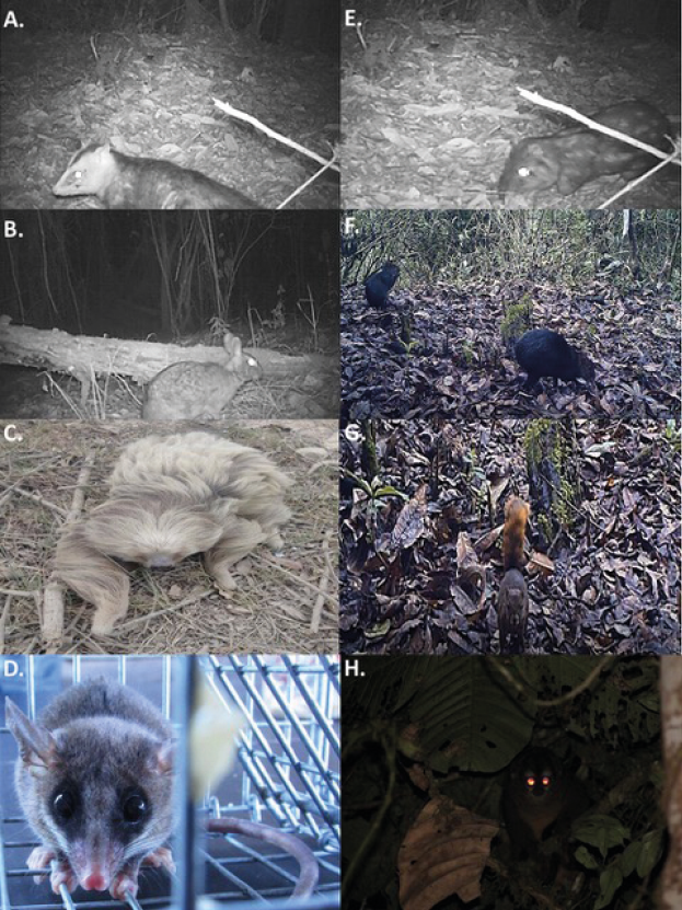 mediumimage/graellsia-79-1-e179-image3a.png