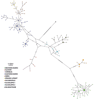 mediumimage/graellsia-79-1-e191-image6a.png