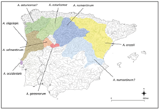 mediumimage/graellsia-79-1-e191-image12a.png