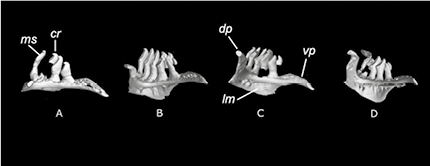 mediumimage/graellsia-79-1-e191-image15a.png