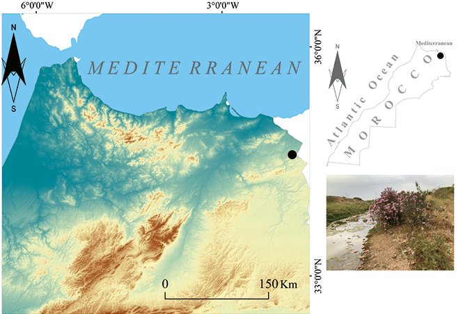 mediumimage/graellsia-79-1-e181-image1.png