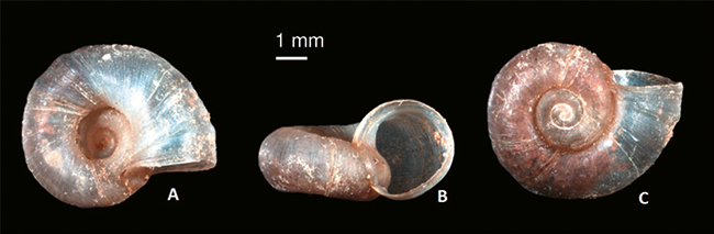 mediumimage/graellsia-79-1-e181-image2.png