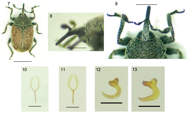 mediumimage/graellsia-79-2-e196-image7.png