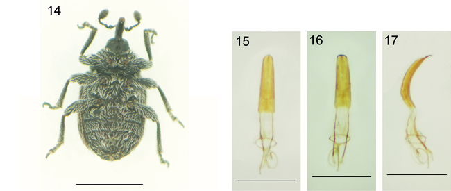 mediumimage/graellsia-79-2-e196-image14.png