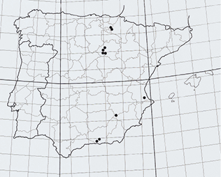 mediumimage/graellsia-79-2-e196-image18.png