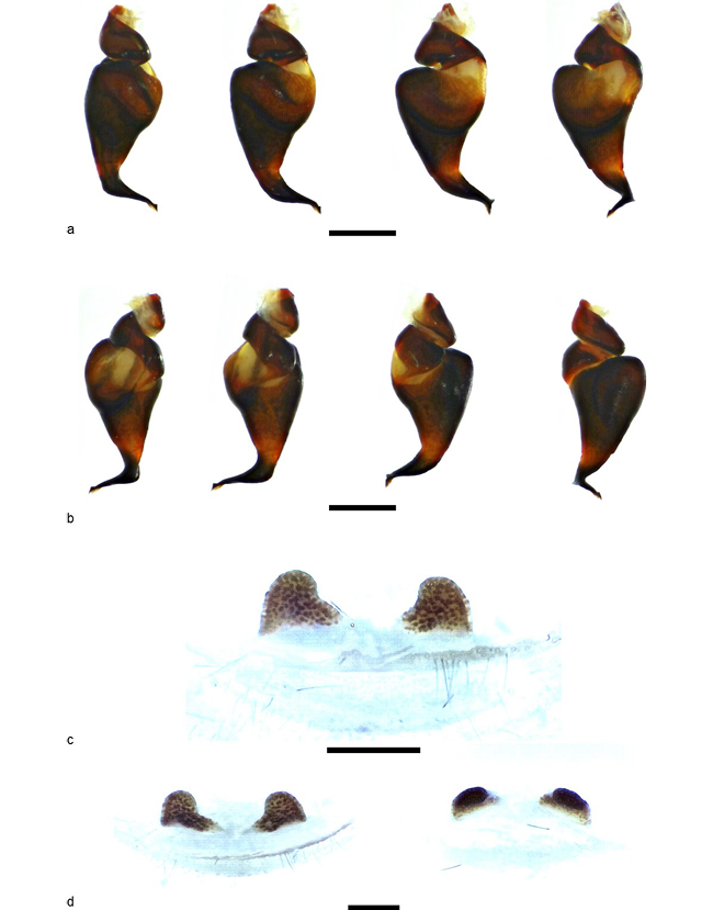 mediumimage/graellsia-79-2-e202-image2.png