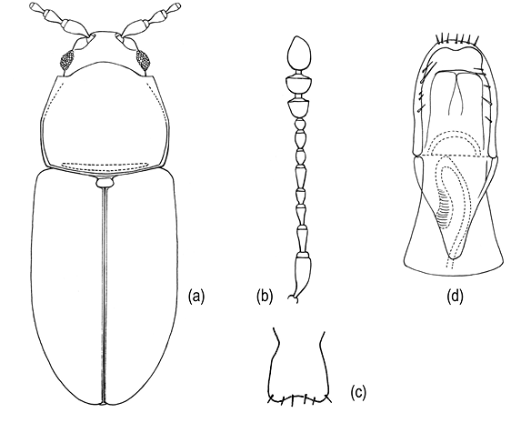 mediumimage/graellsia-79-2-e203-image1.png
