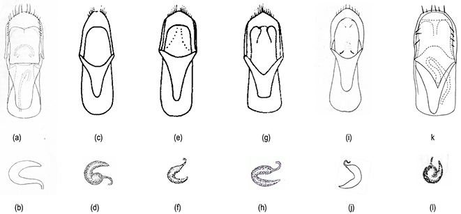 mediumimage/graellsia-79-2-e203-image2.png