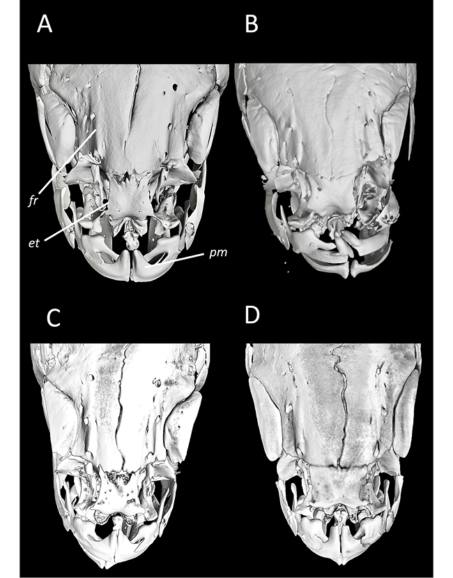 mediumimage/graellsia-79-2-e205-image12.png