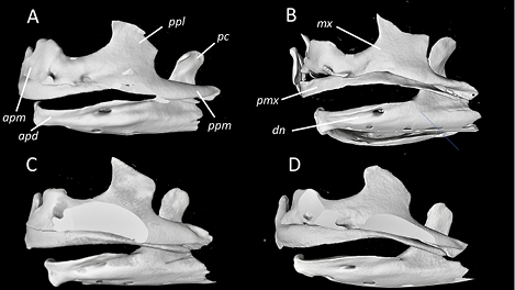 mediumimage/graellsia-79-2-e205-image13.png
