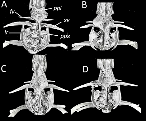 mediumimage/graellsia-79-2-e205-image14.png