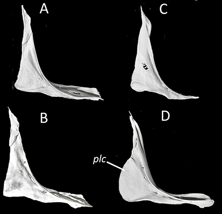 mediumimage/graellsia-79-2-e205-image16.png