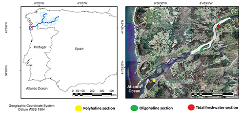 Mapa que muestra la ubicación de secciones polihalinas, oligohalinas y de agua dulce tidal en una región costera de Portugal con un enfoque satelital detallado.

Descripción generada con IA