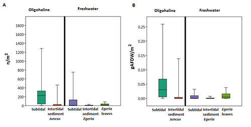 Los gráficos comparan la densidad y biomasa de organismos en sedimentos intermareales y hojas de Egeria en ambientes oligohalinos y de agua dulce.

Descripción generada con IA