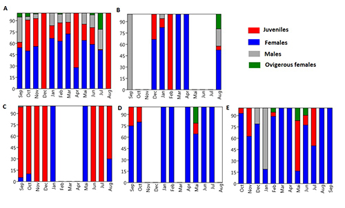 Gráficos de barras apiladas que muestran la distribución porcentual de juveniles, adultos, machos y hembras ovígeras en diferentes meses para cinco grupos distintos.

Descripción generada con IA