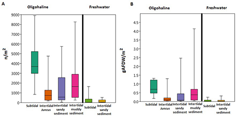 Los gráficos comparan la biomasa y la tasa de absorción de nutrientes en diferentes tipos de sedimentos en ambientes oligohalinos y de agua dulce.

Descripción generada con IA